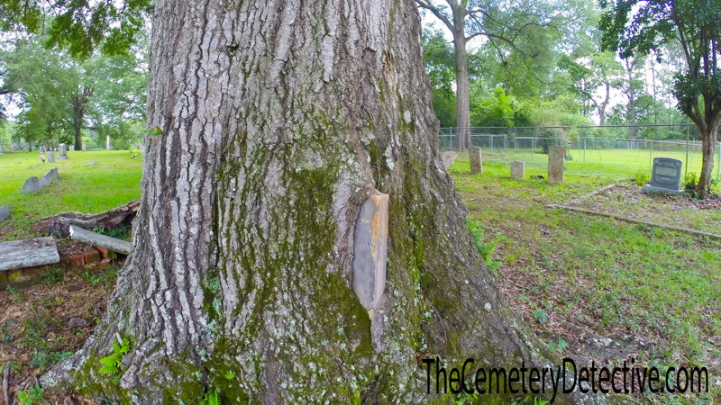 Tree Around Gravestone